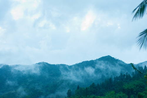 The cloud forests of the Blue and John Crow Mountains National Park are over 1,000m high.