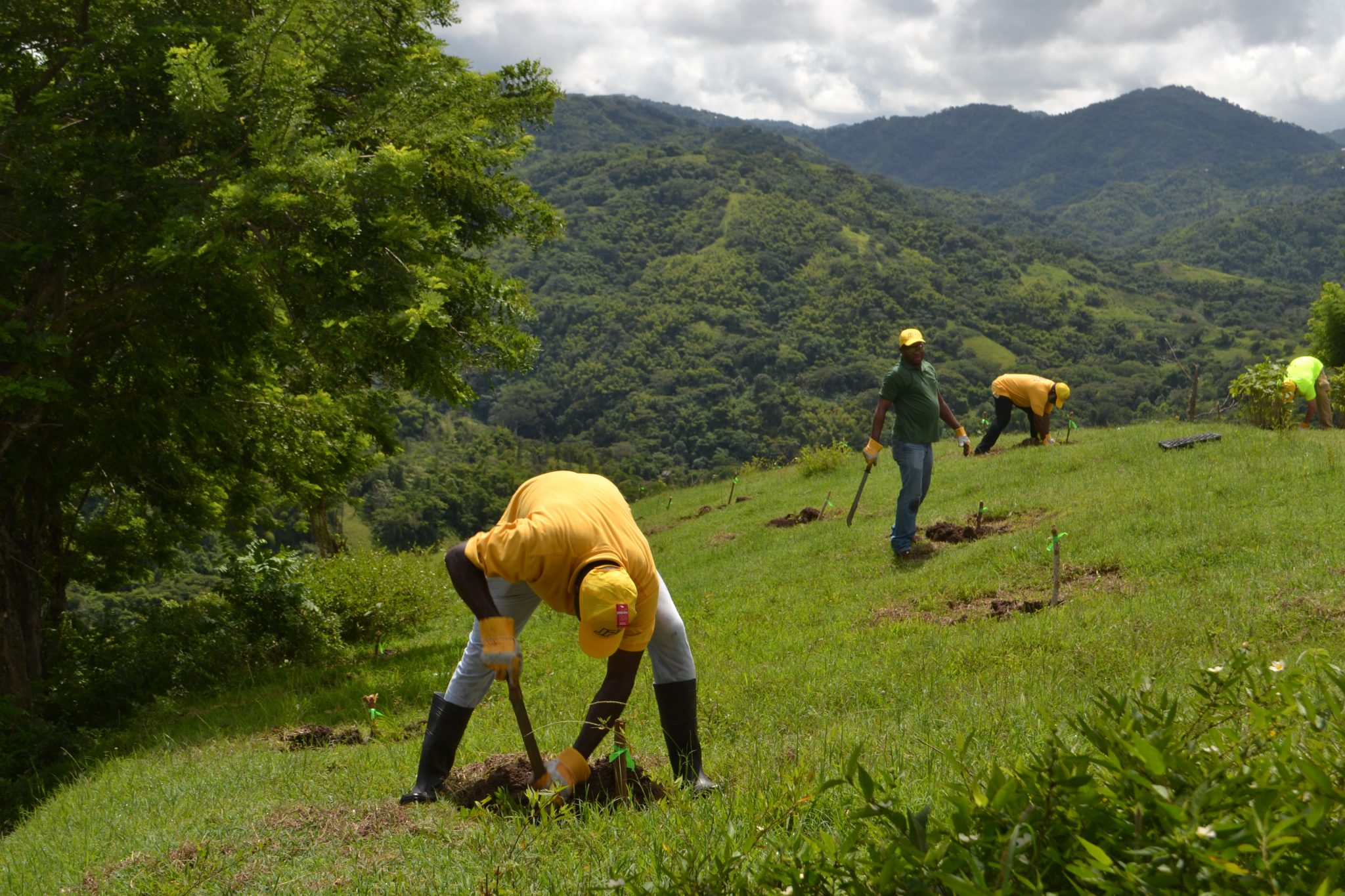 Forestry Department Invites Private Sector Interests to ‘Adopt-A-Hillside’