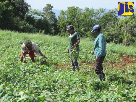 Female farmers in Grierfield, St. Ann, attend to their crops.