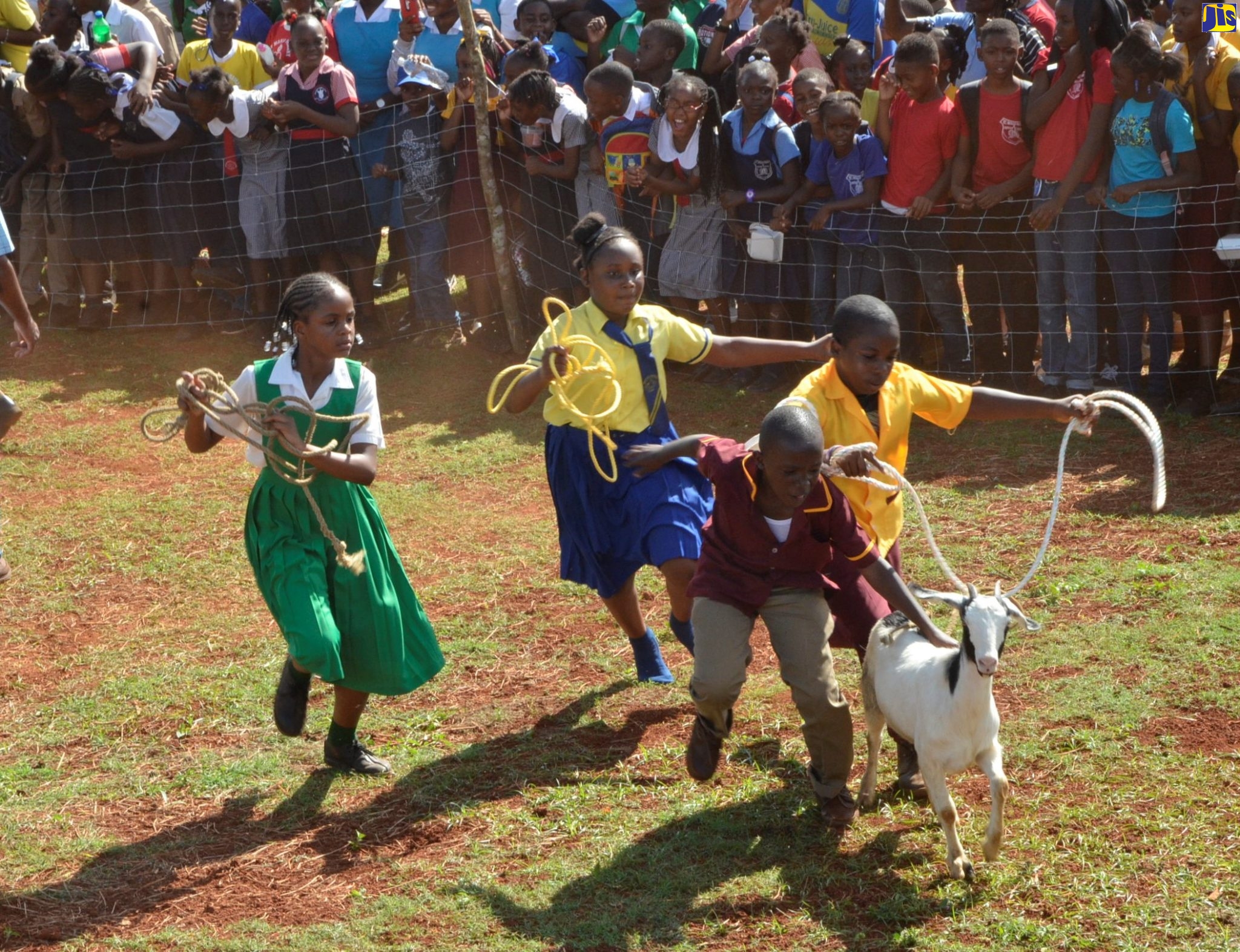 Primary school students engage in a goat scramble during the 20th staging of the Minard Livestock Show and Beef Festival on November 14 in Brown’s Town, St. Ann.