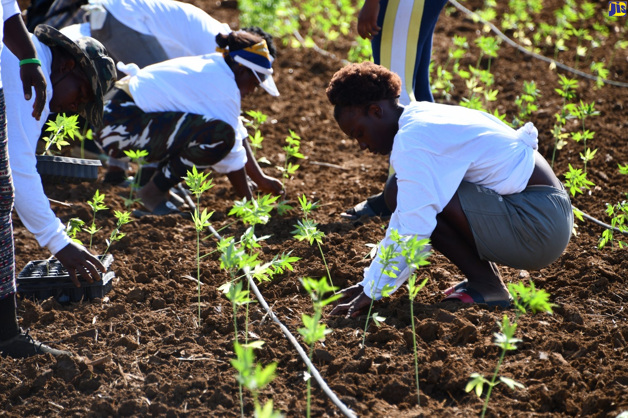 Workers plant hemp at Organic Growth Holdings Incorporated’s craft medicinal hemp farm at Long Pond Estate in Trelawny.