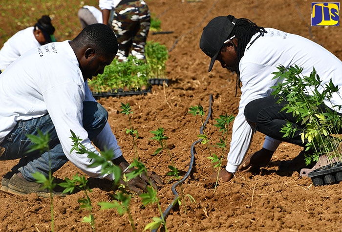 Residents Welcome Organic Growth Holdings’ Investment In Trelawny