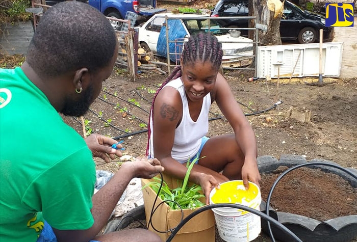Farmers in Lilliput, St. James, engage in backyard farming by utilising hydroponic technology to produce vegetables that are sold to the hotels.