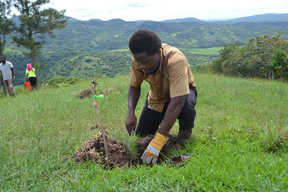 Public Education Officer at the Forestry Department, Daniel Dunkley, plants a Caribbean Pine in the  British Forest Estate in Clarendon, as part of the Jamaica Public Service Company Limited's participation in the Department's Adopt-a-Hillside programme.