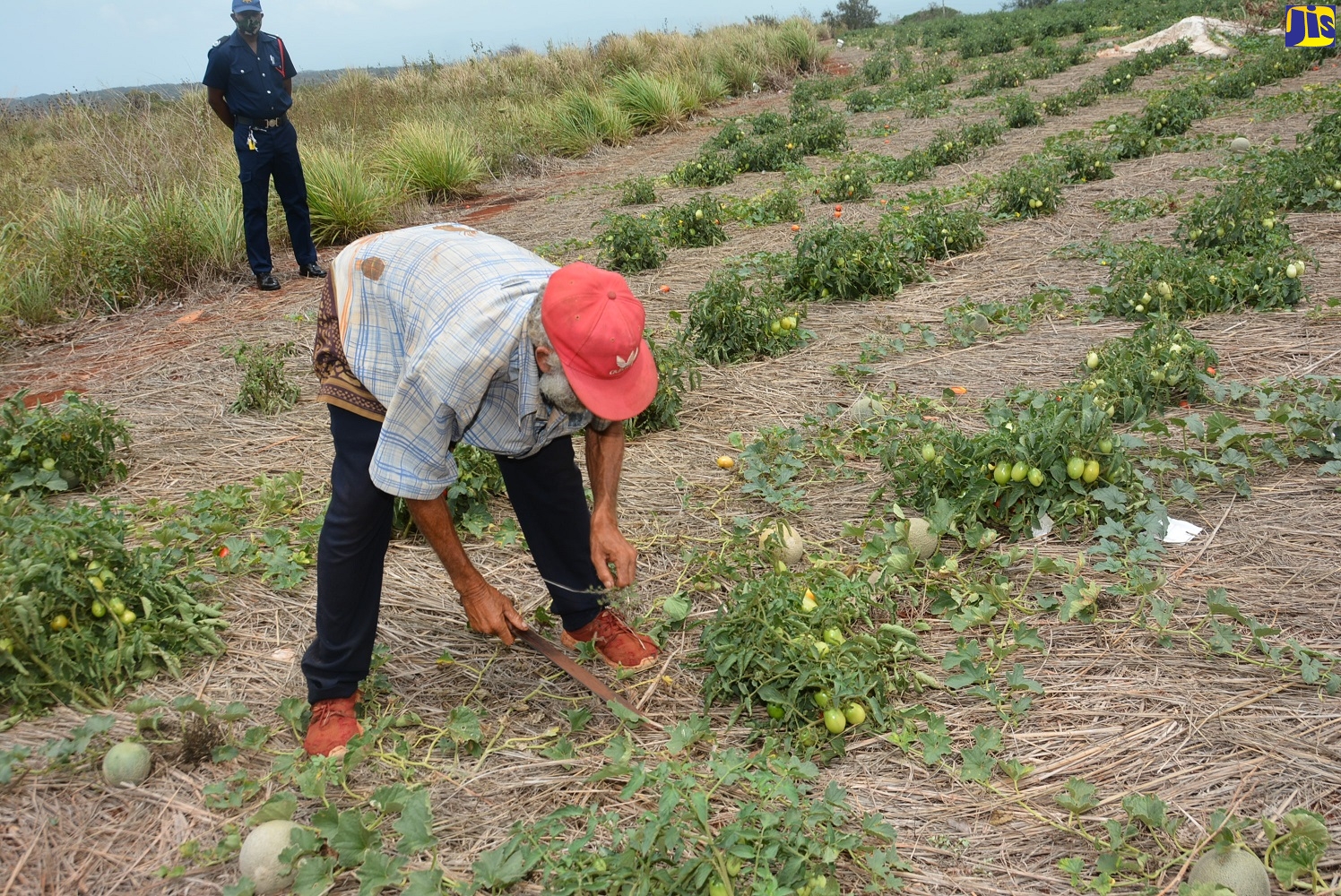 A farmer from Flagaman, St. Elizabeth, tends to his field of tomato and cantaloupe crops. Farms in the area are flourishing again following last year's bushfire, which resulted in millions of dollars in losses.
