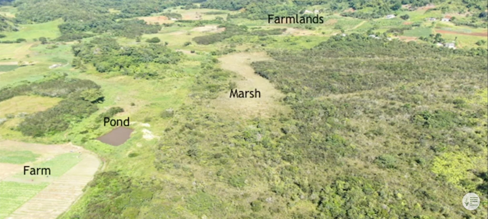 Jamaicans Encouraged To Protect Wetlands