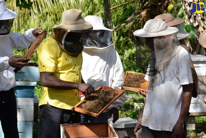 Agriculture Minister Calls On Bee Farmers To Invest More In The Industry