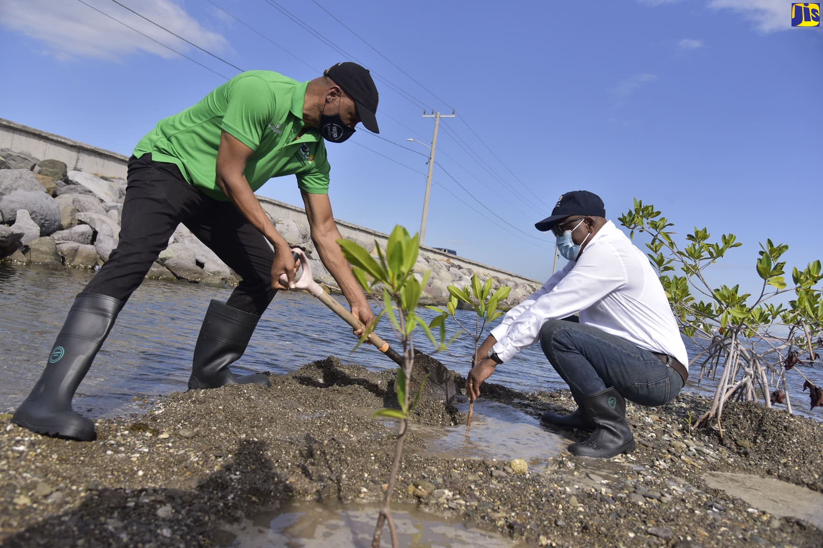 Director, Environmental Management and Conservation, National Environment and Planning Agency (NEPA), Anthony McKenzie (left), along with Chief Executive Officer, and Government Town Planner, NEPA, Peter Knight, participates in mangrove replanting activities along the Palisadoes strip within the Palisadoes-Port Royal Protected Area (P-PRPA), on June 4.