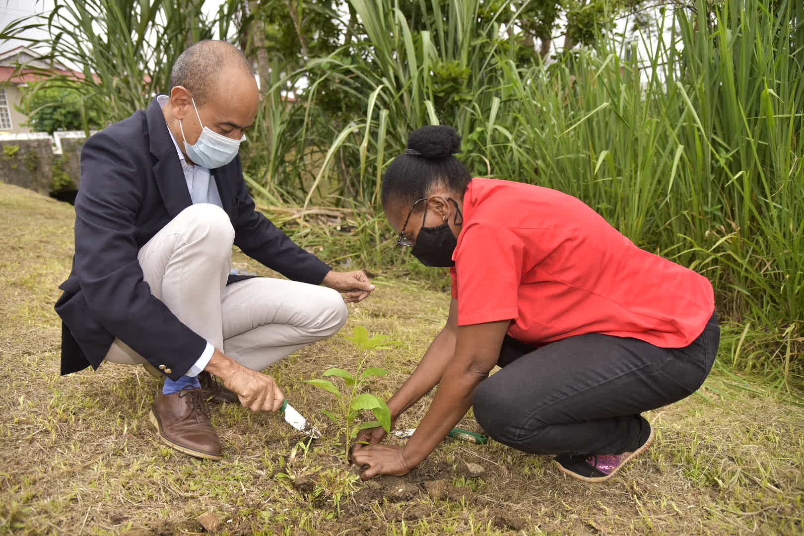 Chairman of the Southern Regional Health Authority, Wayne Chen, gets assistance from a member of the Forestry Department to plant a fruit tree at the Percy Junor Hospital in Spaldings on June 10. Occasion was the Manchester launch of  the National Tree Planting Initiative.
