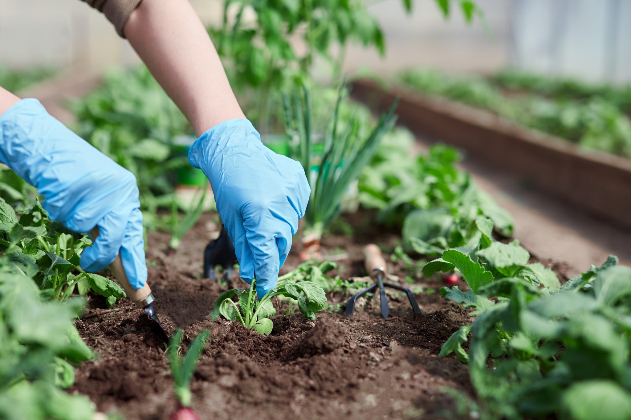 Backyard Gardening – Buried Treasure Awaits In Your Backyard! – Jamaica ...