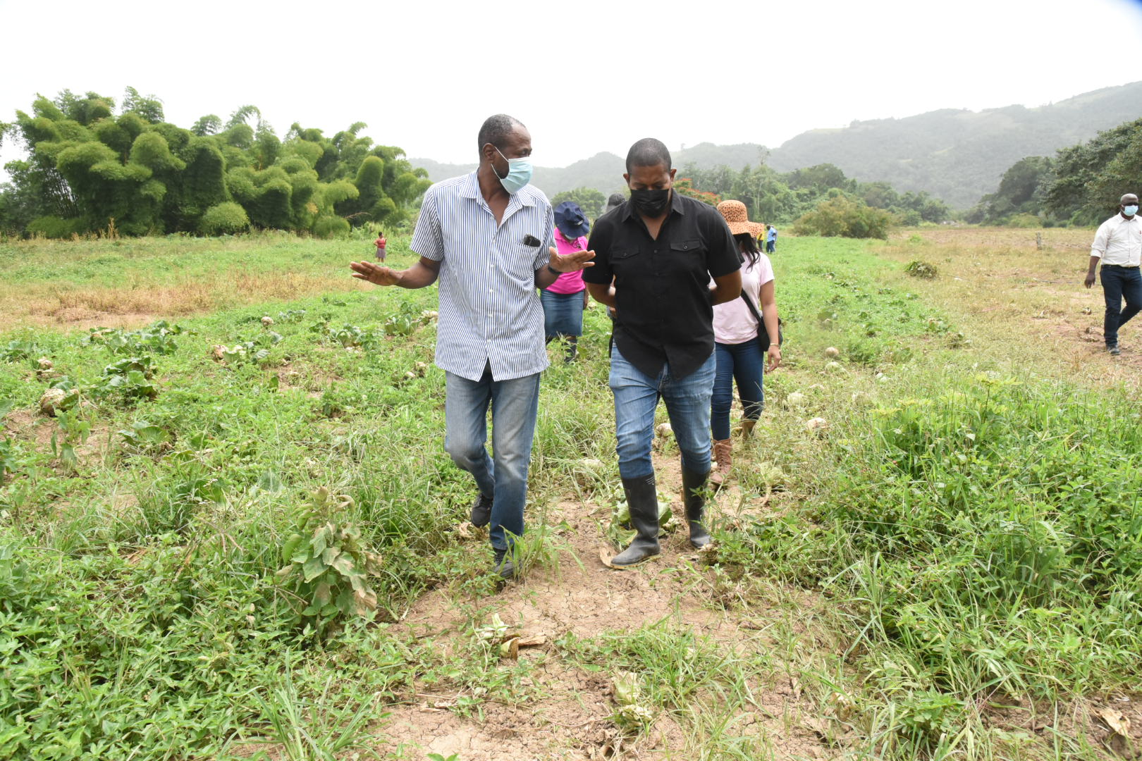 PHOTOS: Minister Green Tours Farms In Bog Hole, CLARENDON