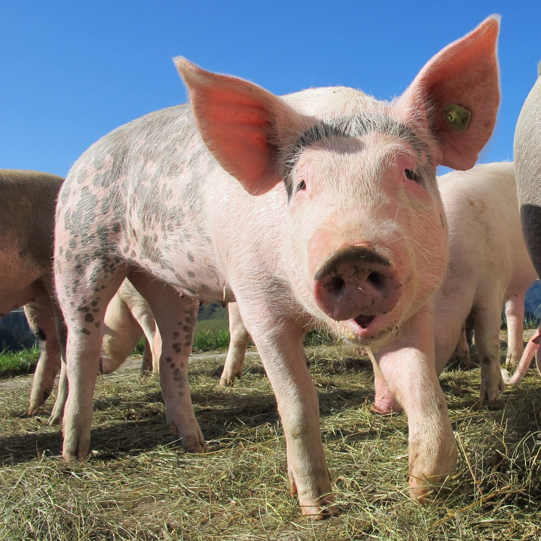 High Alert For Prevention Of African Swine Fever