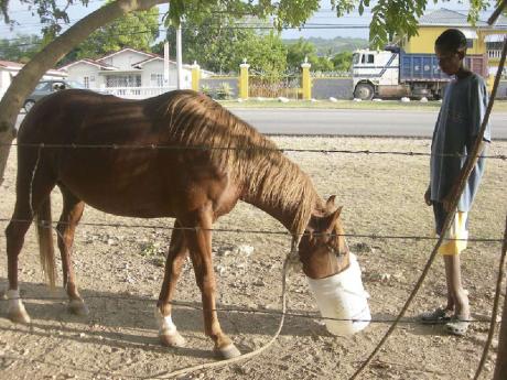 St. Ann Municipal Corporation Addresses Horse Issue