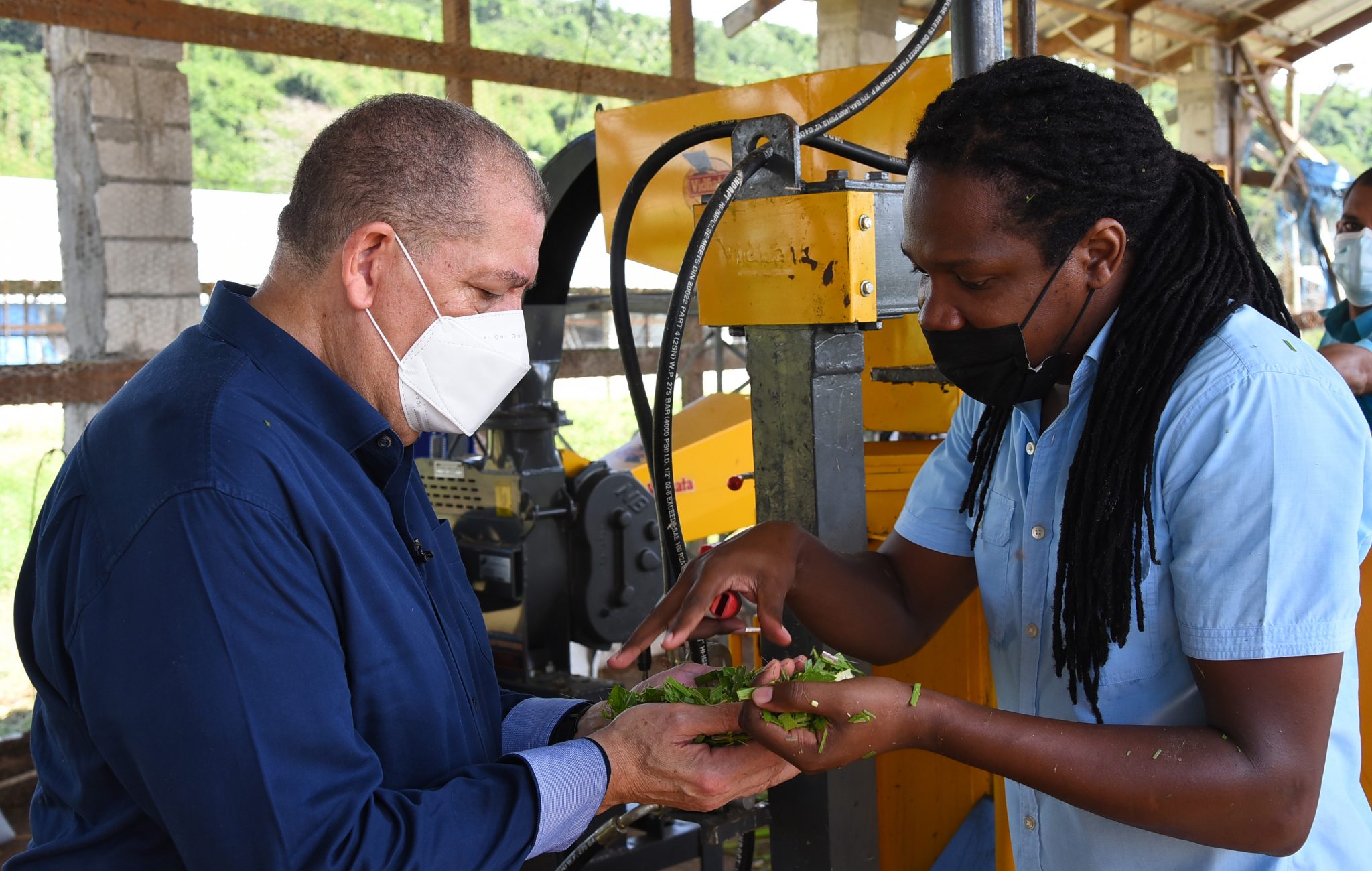 Minister with responsibility for Agriculture and Fisheries, Hon. Audley Shaw (left), is shown silage milled at Crafton Farms in St. Mary by Chief Executive Officer of Crafton Holdings, Senator Damion Crawford, during a tour on November 12.

