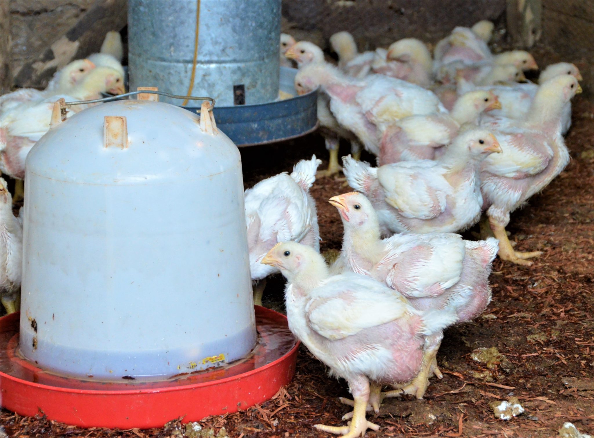 Broiler chicks being reared by members of the Kinloss Poultry Farmers’ Co-operative, which is a beneficiary of the Caribbean Community and Common Market’s Food and Nutrition (CARICOM FaN) Project.

