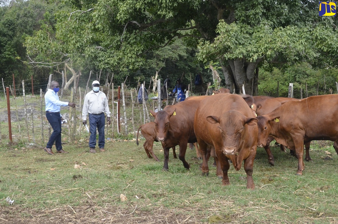 Minister of Agriculture and Fisheries, Hon Pearnel Charles Jr. (left), examines a stock of Red Poll Cattle with Public Relations Officer of the Cattle Breeders Society of Jamaica, Erwin Gayle, during a cattle appraisal exercise at Bengal Farms, near Discovery Bay, St. Ann, on Thursday (February 24).