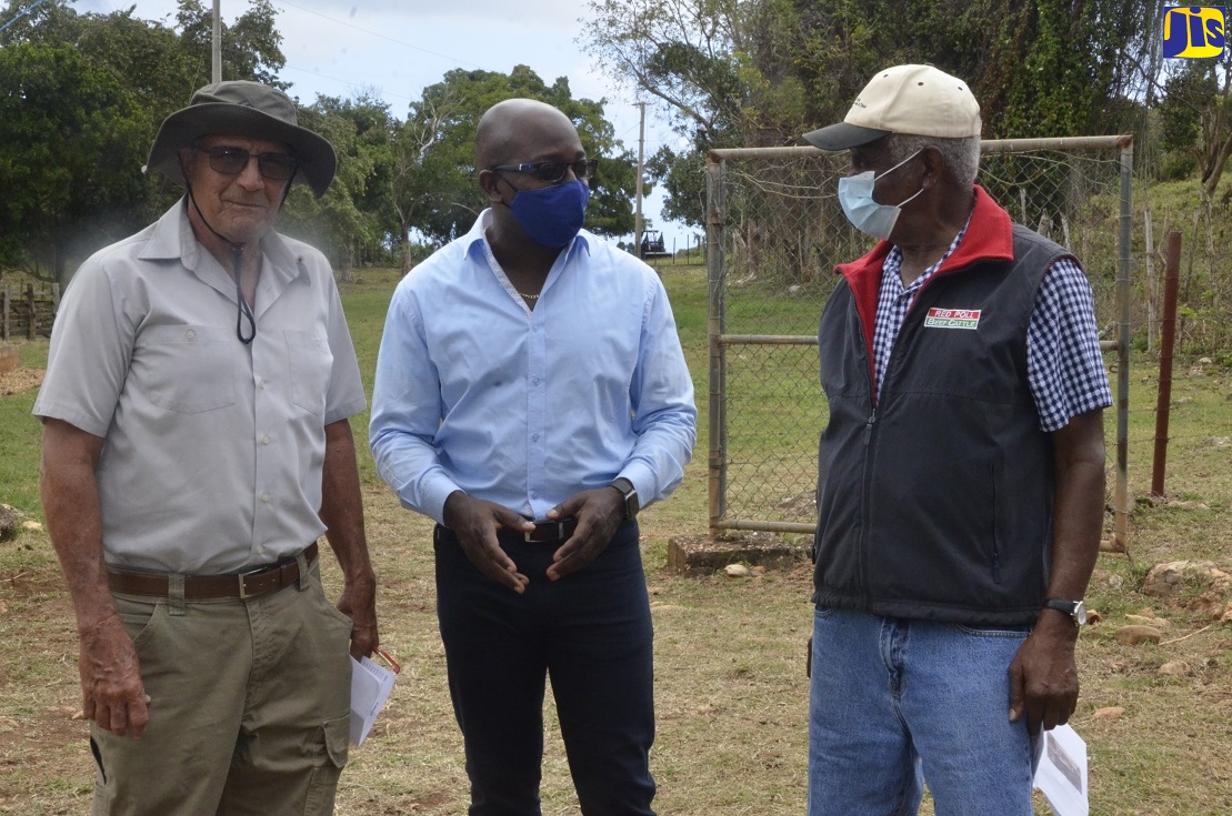 High-Quality Breeding Stock Of Jamaica Red Poll Will Be Maintained – Charles Jr.