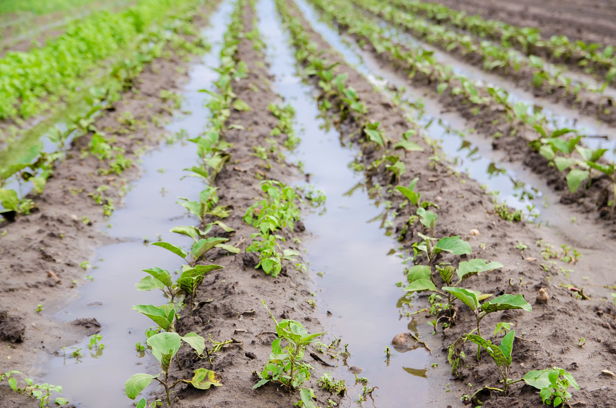 Rainfall Expected Could Ease Drought In Central Parishes