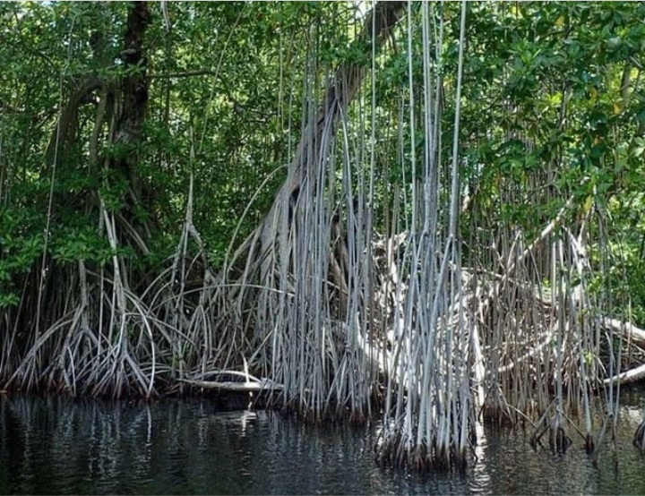 Mangroves provide a habitat for many species and offer storm surge protection.