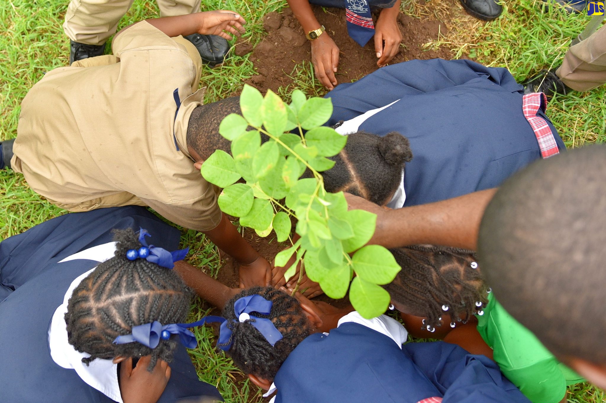 Plant Trees On International Day Of Forests