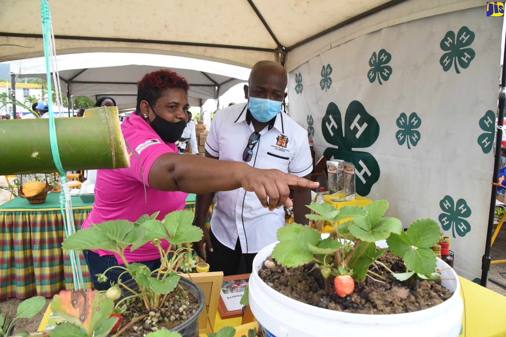 AgroFest Jamaica Returns