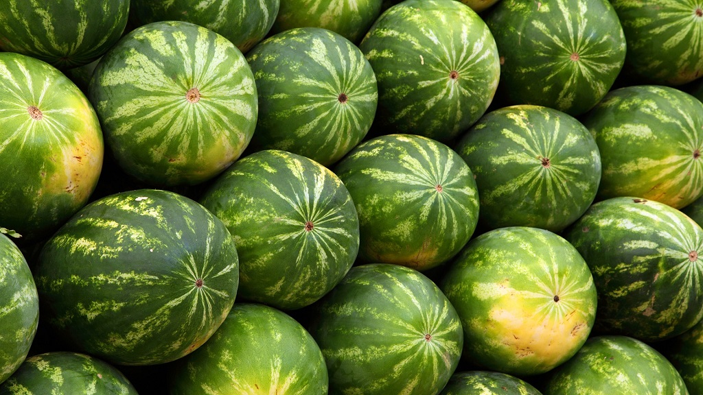 RADA Assisting Farmers To Solve Watermelon Mystery Illness