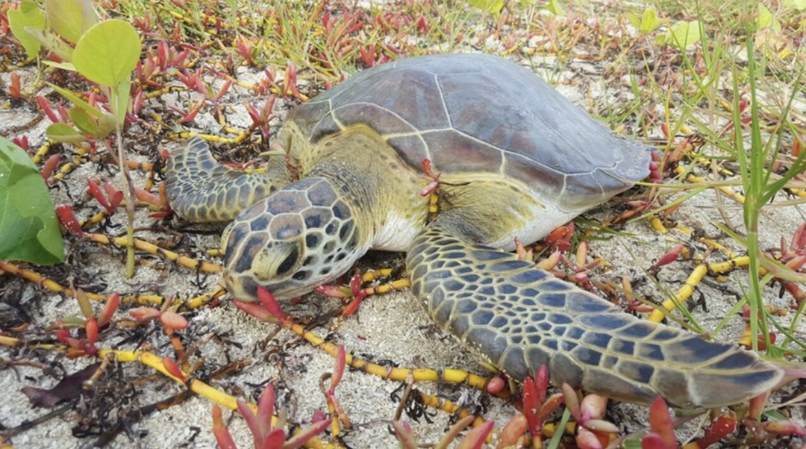 World Turtle Day Is May 23