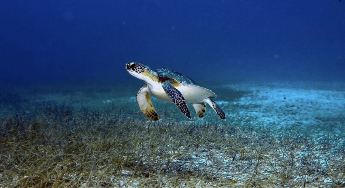 World Turtle Day Is May 23