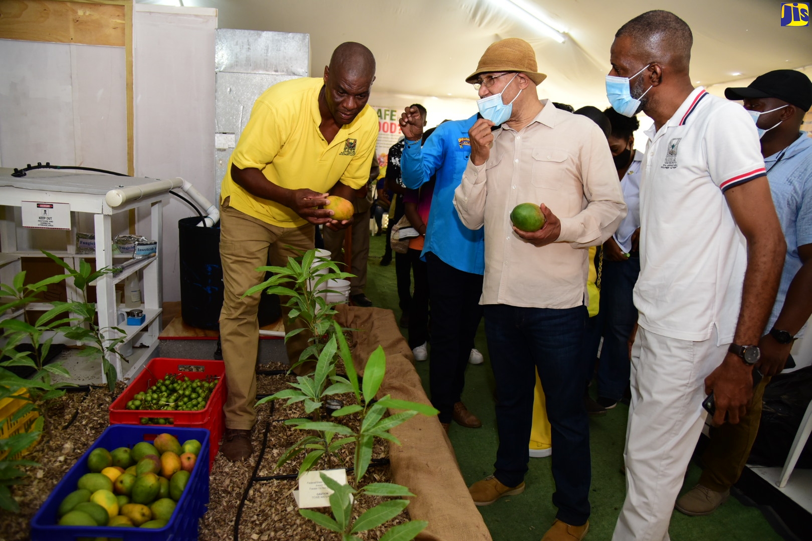 Governor-General, His Excellency the Most Hon. Sir Patrick Allen (centre, foreground), holds a mango given to him by Water Utilization Officer at the Rural Agricultural Development Authority (RADA) Winston Daines (left). Mr Daines showed His Excellency the functionalities of the irrigation system on display at the booth. Looking on is Director of the Division of Technology, Training and Technology, RADA. Winston Shaw. His Excellency was touring the Denbigh Agricultural Food Show in Clarendon on July 31.