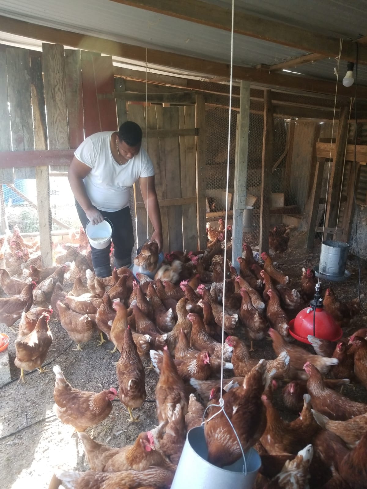 Chomaine Thomas tends to his chickens as part of daily duties on the farm, Clarendon.