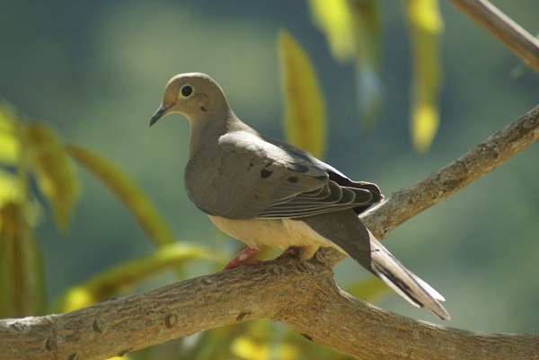 The Mourning Dove, commonly called Long-tailed Pea Dove, is one of the birds permitted for hunting by the National Environment and Planning Agency (NEPA) during the 2022 Game Gird Hunting Season. The Season opens on August 20 and will close on September 25.