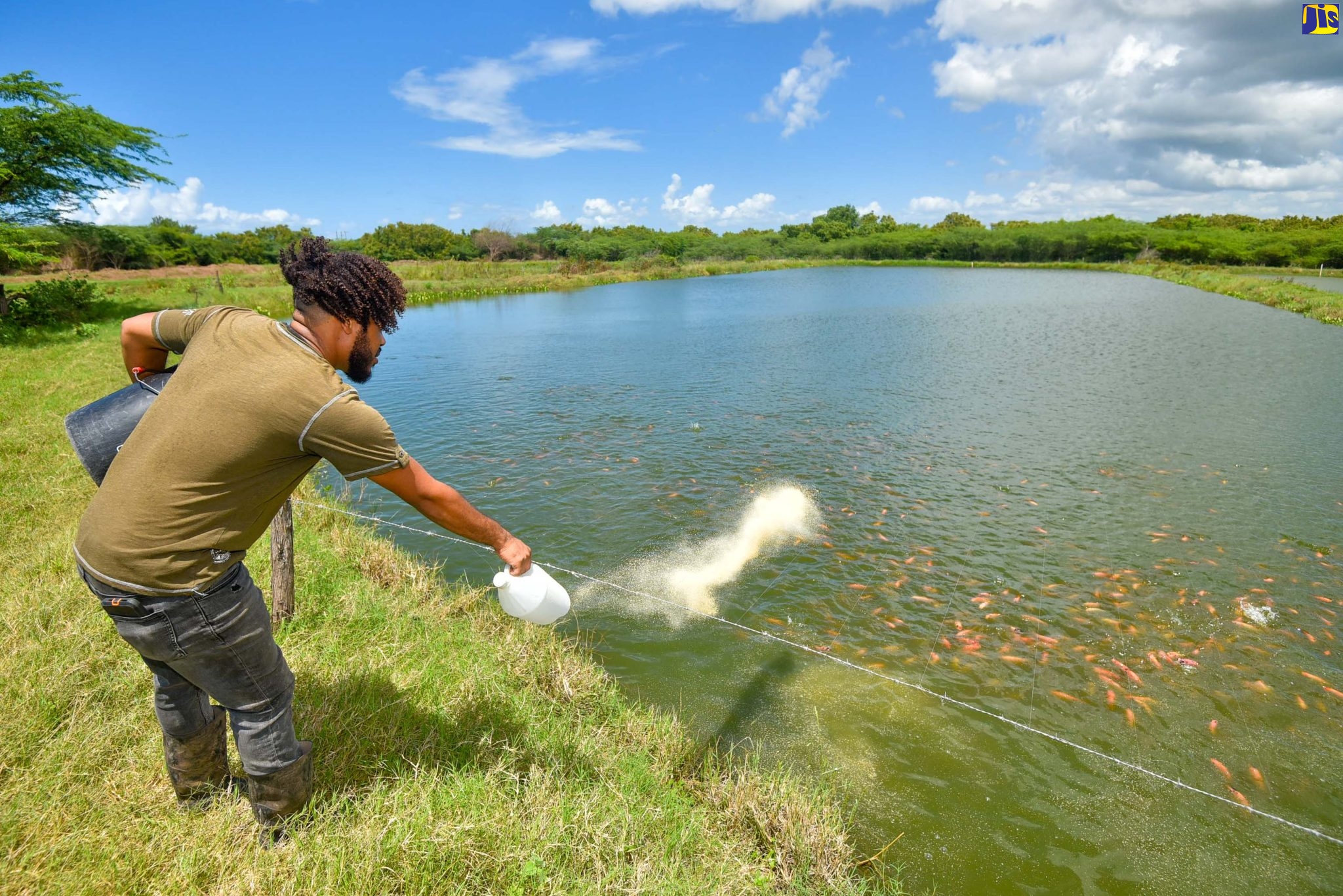 26-year-old Trey Williams feeds tilapia  in one of the 13 fishponds on the Williams Family farm.