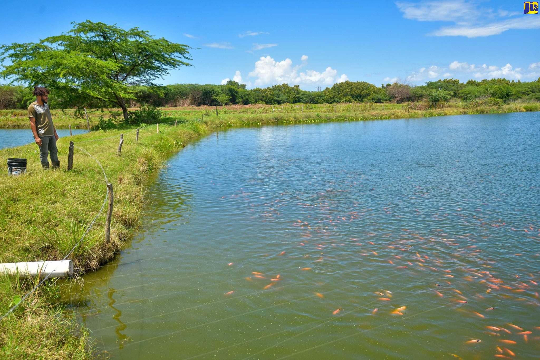 Young Fish Farmer Reaps Success with Tilapia