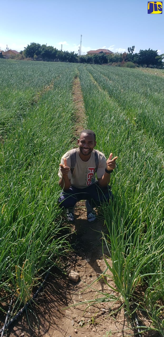 Onion farmer, Lawrence Lynch,  on his farm in Yallahs, St Thomas, where he has contributed to the parish considerably exceeding the national onion yield.