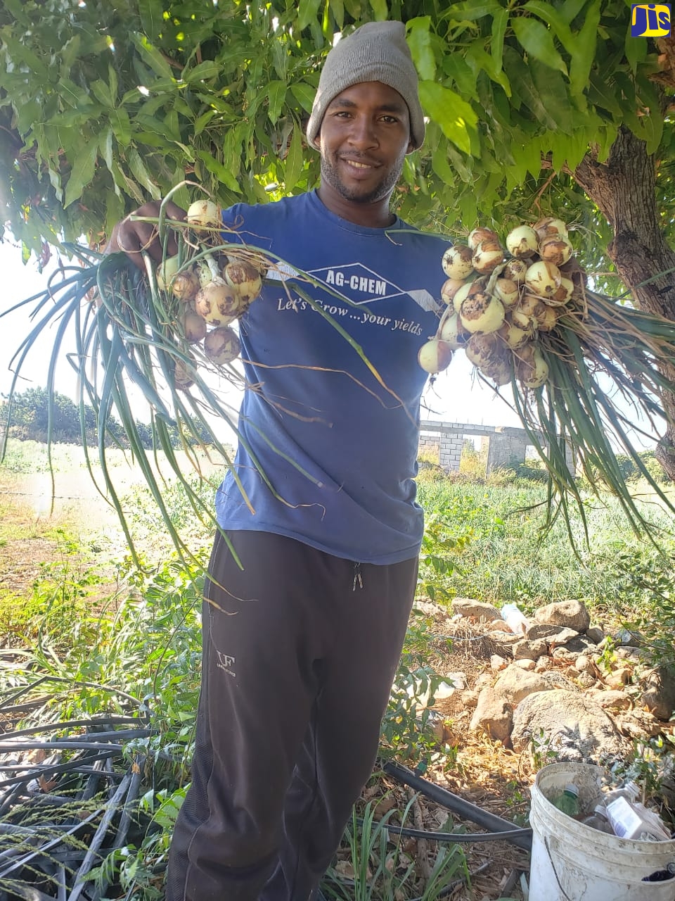 St. Thomas Farmers Making Strides in Onion Production