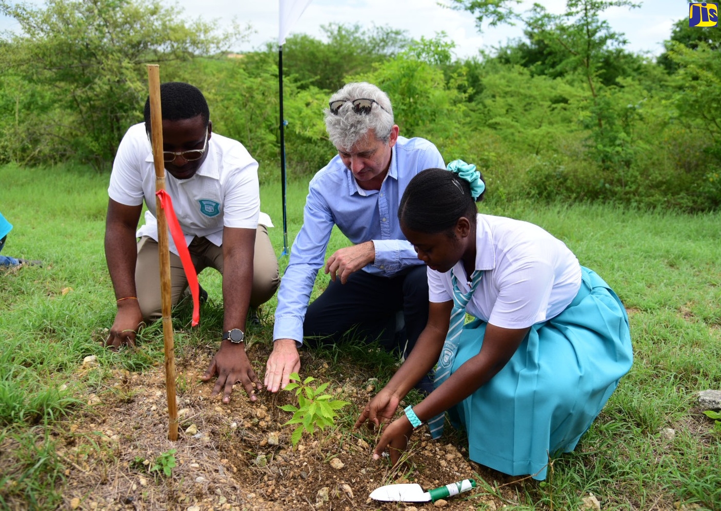 Southern Clarendon Mangroves Being Restored