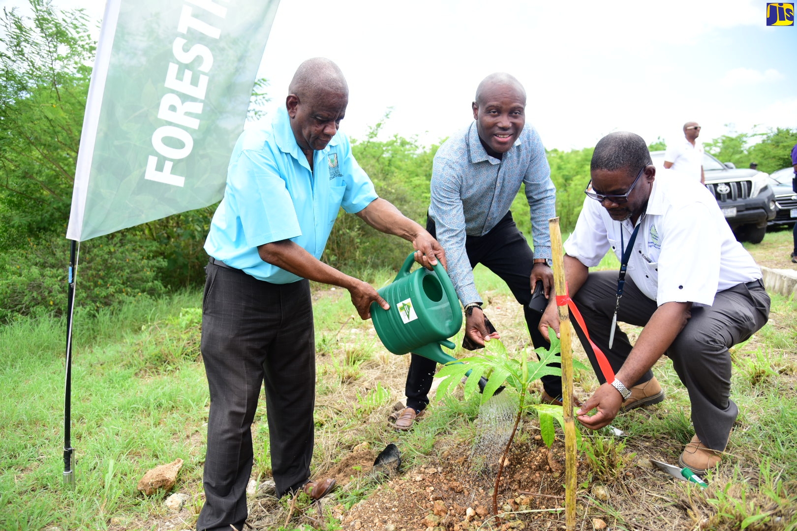 Southern Clarendon Mangroves Being Restored