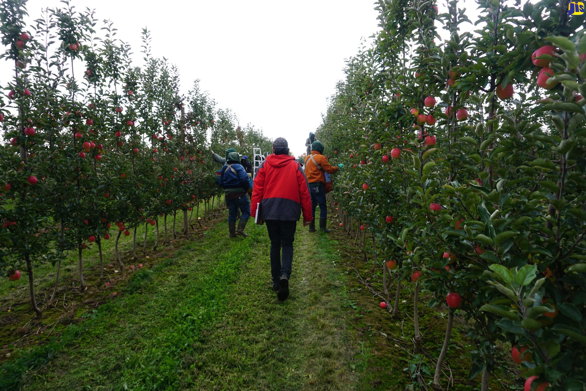 Caribbean Employers’ Confederation (CEC) President, Wayne Chen (centre), walks with a group of Jamaican workers on a Canadian apple farm on Friday (October 15). Mr. Chen is a part of a team of factfinders from Jamaica, analysising the status of Jamaicans participating in Canada’s seasonal agricultural workers programme.
