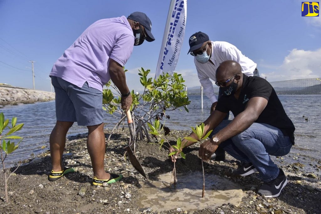 Former Minister of Housing, Urban Renewal, Environment and Climate Change, Hon. Pearnel Charles Jr. (right), and Head, Caribbean Sub-Regional Office, United Nations Environment Programme (UNEP), Vincent Sweeney (left), participate in mangrove replanting activities along the Palisadoes strip within the Palisadoes-Port Royal Protected Area (P-PRPA) in June, 2021. Observing is Chief Executive Officer, and Government Town Planner, National Environment and Planning Agency (NEPA), Peter Knight.
