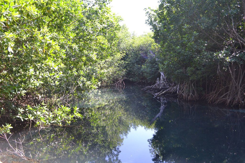 Mangrove_value_jamaica