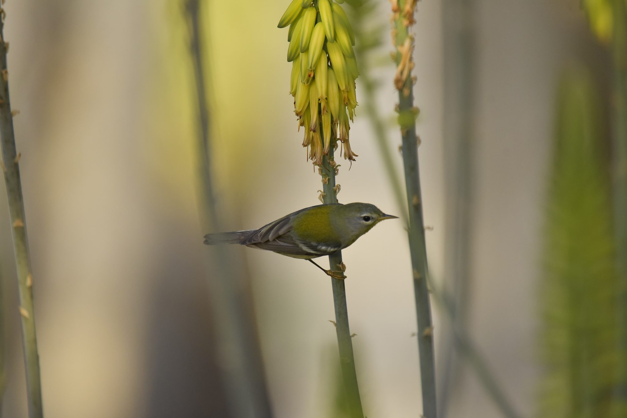 JCDT Develops New E-Bird Mobile Application to Monitor Birds