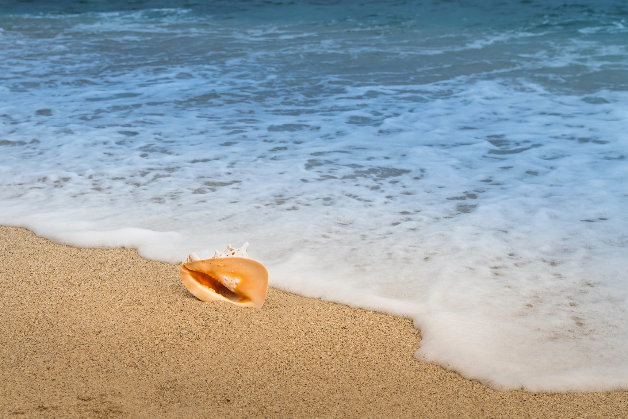 The National Fisheries Authority (NFA) is now accepting applications for licences to fish for conch and the allocation of individual catch quotas for the 2023 conch fishing season.