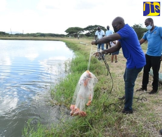 Agriculture and Fisheries Minister, Hon. Pearnel Charles Jr. (left), displays his catch during a visit at the Anna Dallas Fish Farm in St. Catherine in February 2022.