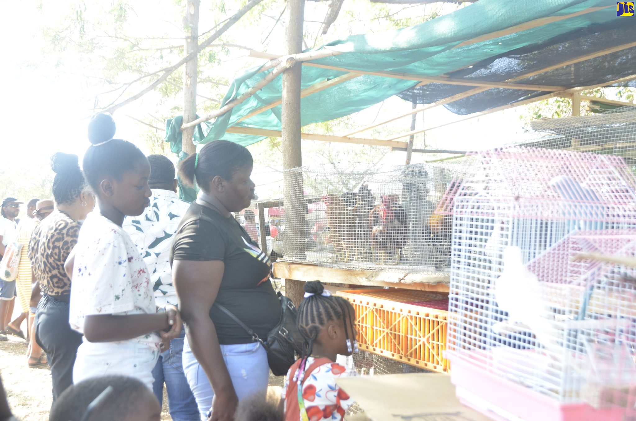 Patrons view birds at a booth during the Hague Agricultural Show, which was held in Trelawny on Ash Wednesday, February 22.