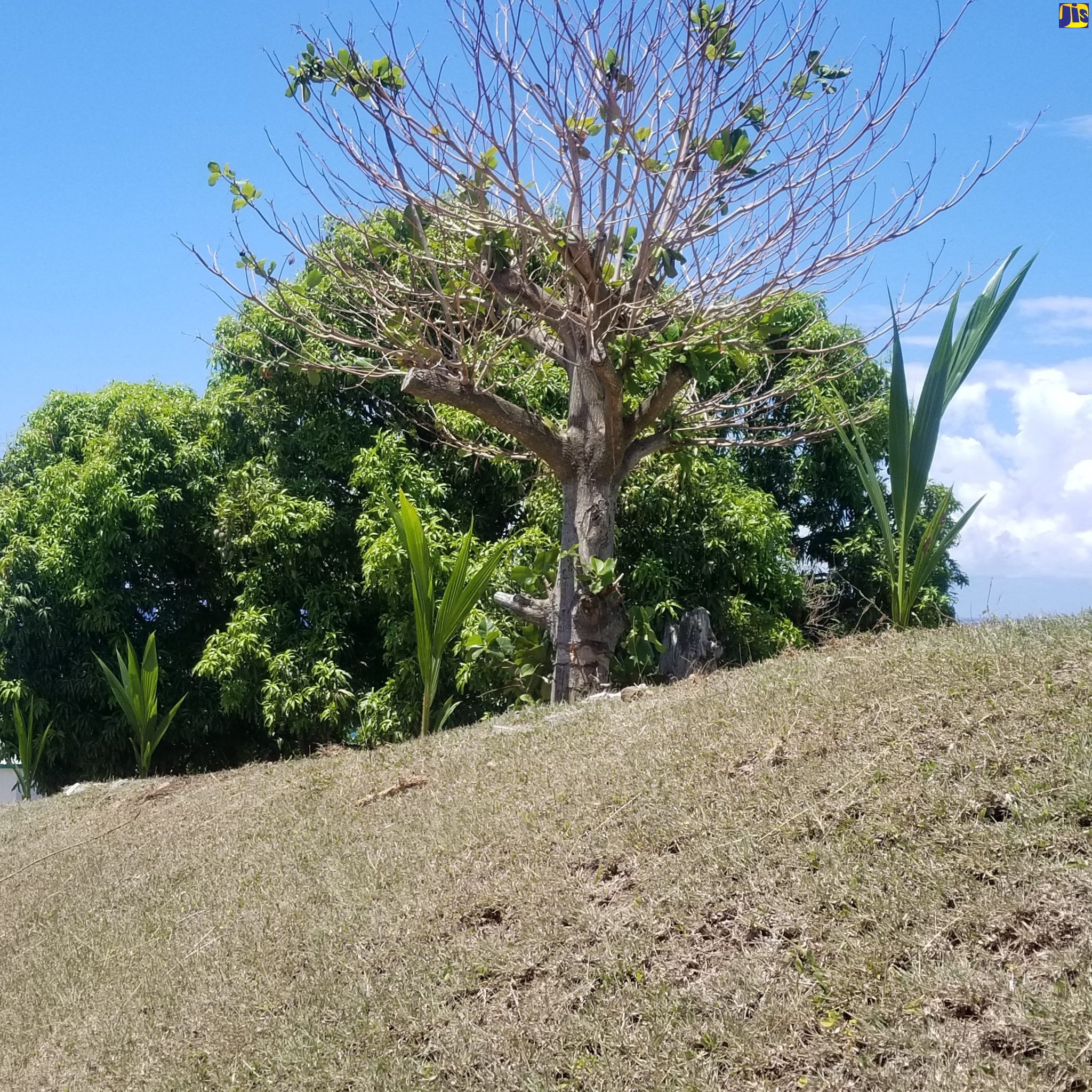 Morant Bay High School Spruced Up on Labour Day