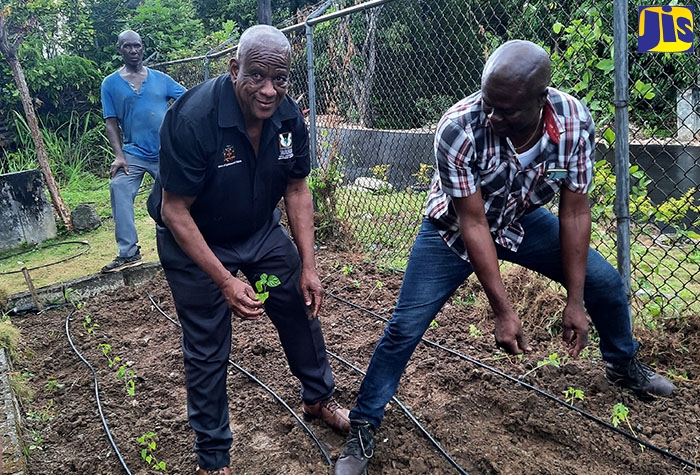 Trinityville Primary School Garden Established