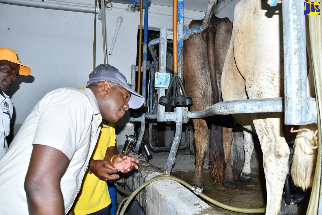 Agriculture Ministry Strengthening Support for Dairy Industry