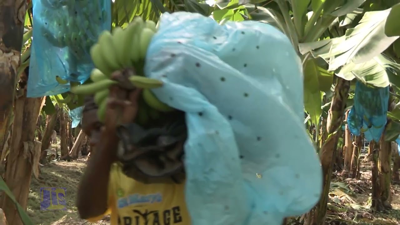 TR4-A Threat to Our Bananas |