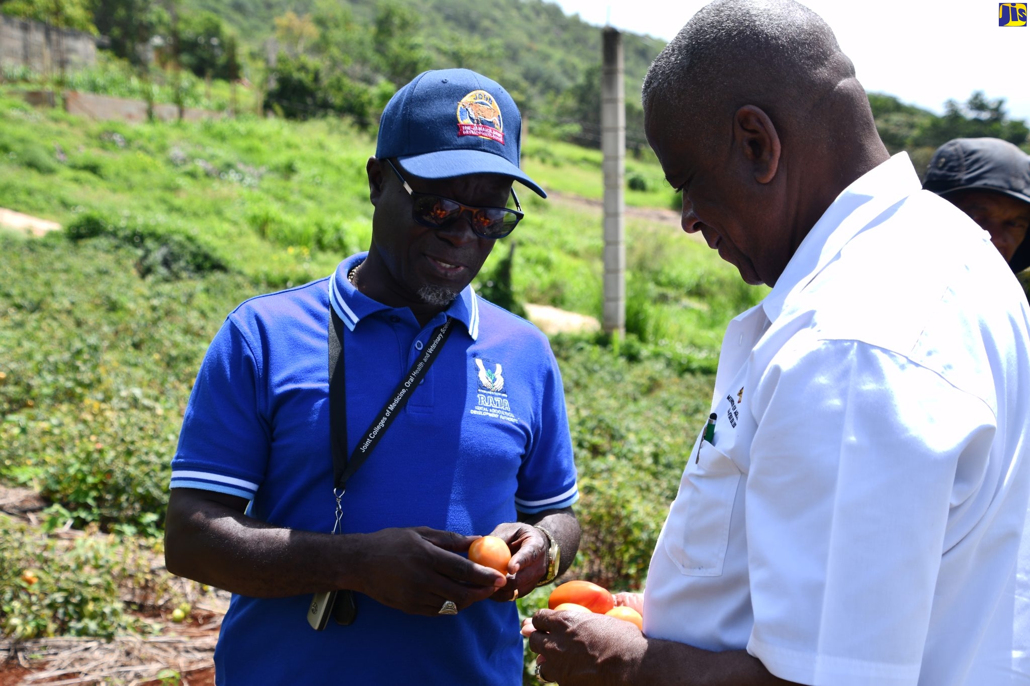 More Than $60 Million Damage to Crops In St. Elizabeth