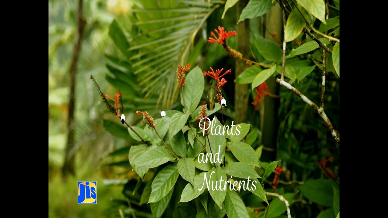 Jamaica Magazine-06.06.2023